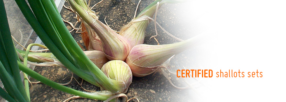 Traditional French shallot sets, certified shallot sets