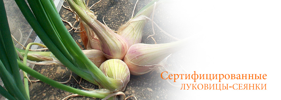 Сеянки традиционного французского лука-шалот, сертифицированные сеянки