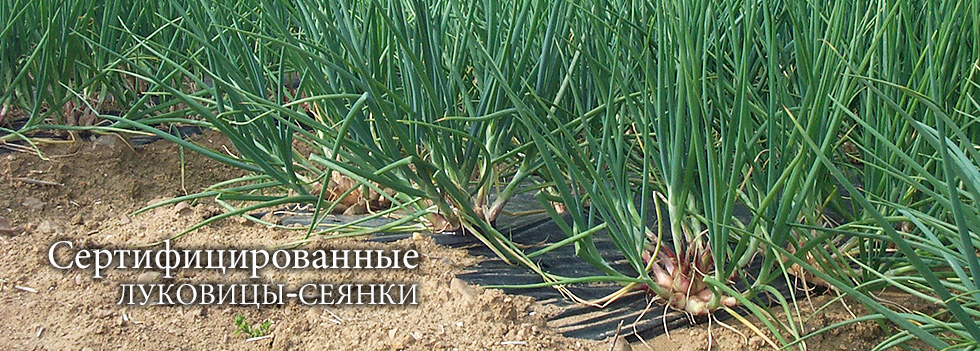 Сеянки традиционного французского лука-шалот, сертифицированные сеянки
