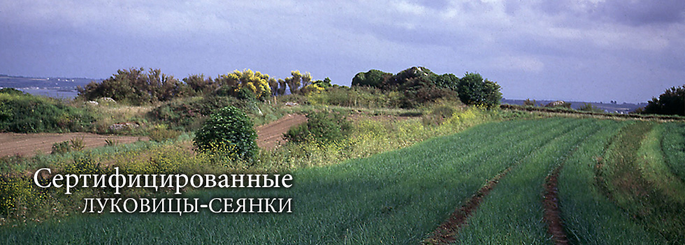 Сеянки традиционного французского лука-шалот, сертифицированные сеянки