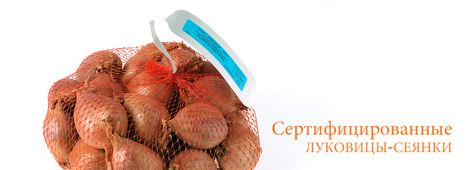 Сеянки традиционного французского лука-шалот, сертифицированные сеянки