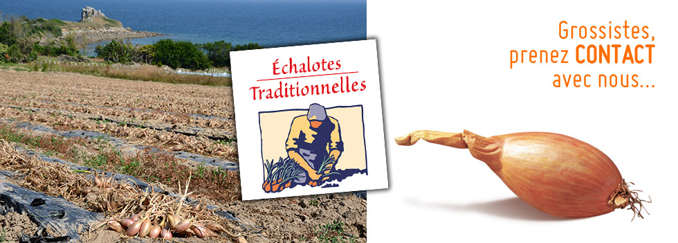 Echalote traditionnelle, contactez l’OBS